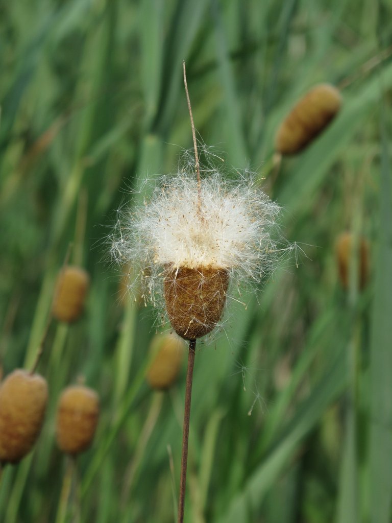 Typha minima